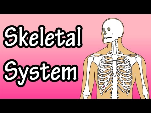 The Skeletal System - Skeletal System Functions - Skeletal System Basics