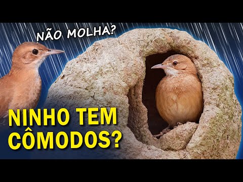 Como é POR DENTRO do NINHO do JOÃO-DE-BARRO? #joaodebarro
