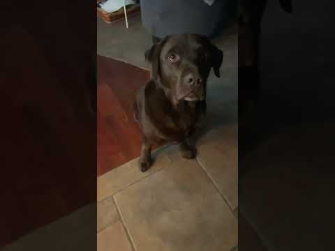 Gaetano e il solo pensiero fisso : mangiare solo mangiare….. e rubare !!! 😂😂😂😂❤️