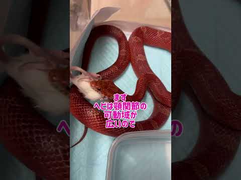 ヘビに対して漂白剤を使用する:「はい」または「いいえ」?  庭園