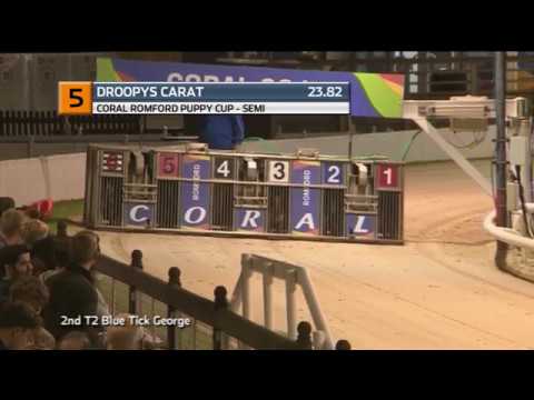 2019 ROMFORD PUPPY CUP - 2ND SEMI - T5 DROOPYS CARAT