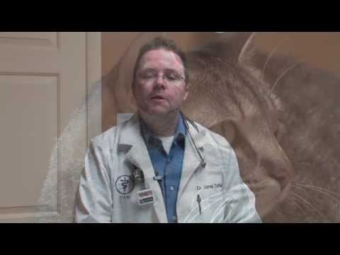 Pet & Animal Care : How to Treat Cat Flu