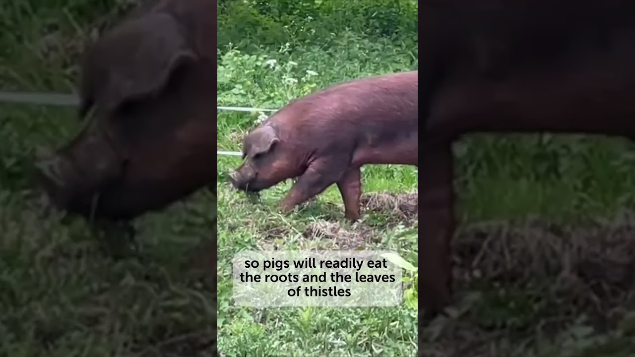 How pigs can benefit an agroforestry system