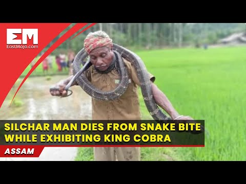 Cachar man dies of snakebite while exhibiting his King Cobra catch