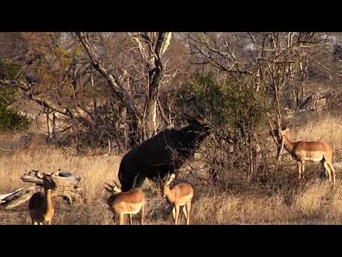 Djuma: Nyala bull and Impalas - 16:53 - 09/14/18
