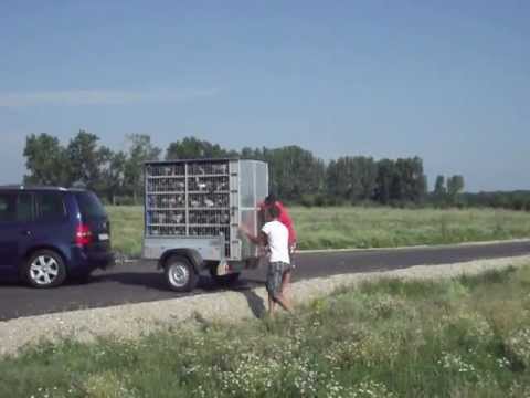 COLUMBODROM HONEST RACE - ANTRENAMENT 3 - 5 Km