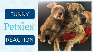 Funny Dog Reaction To Custom Stuffed Lookalike | Petsies© Review