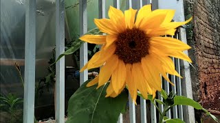 uma nova flor na minha coleção.