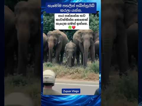 කාවන්තිස්ස ආයෙත් ඇවිත්ද🙏 #trending
