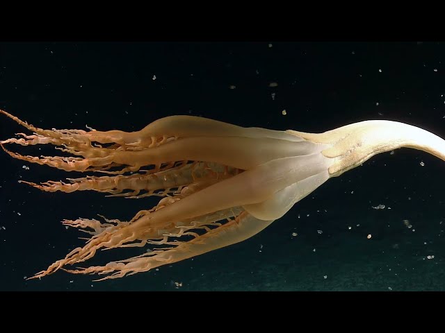 Discovery of a Solumbellula Sea Pen - First Sighting in the Pacific! | Nautilus Live
