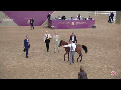 N 8 GAZWAN ALSRAIYA   29th Qatar Intl A H  Show 2020   Yearling Colts Class 1A