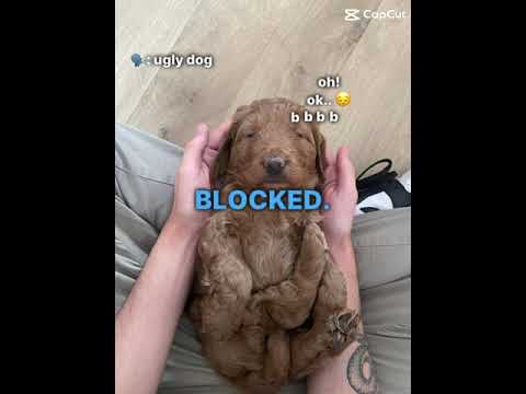 #KYRRO oh okay!! BLOCKED 🤡 #puppy #puppyvideos #puppylove