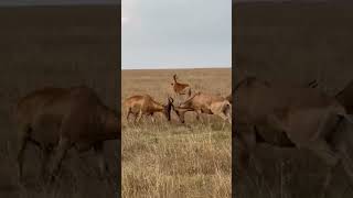 Two hartebeest antelope fight for dominance.  Who will win?