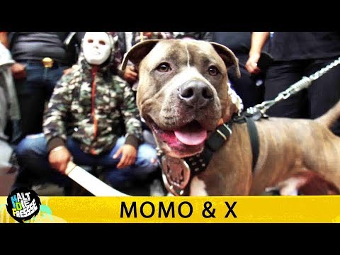 MOMO & X - HALT DIE FRESSE 408 (OFFICIAL HD VERSION AGGROTV)