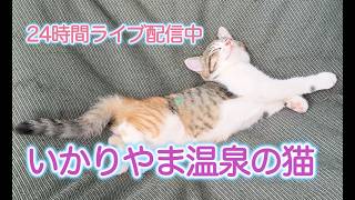 いかりやま温泉の猫ども（猫の町の中心街） live webcam