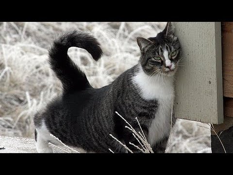 How to Care for American Shorthair Cats - Feeding Your Cat