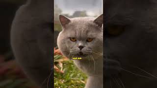 Download lagu Advantages and disadvantages of keeping a British Shorthair cat #shorts mp3