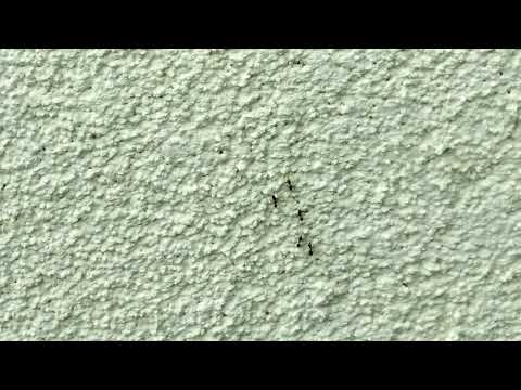 Mulch Bed Attracts Ants to Home in Deal, NJ