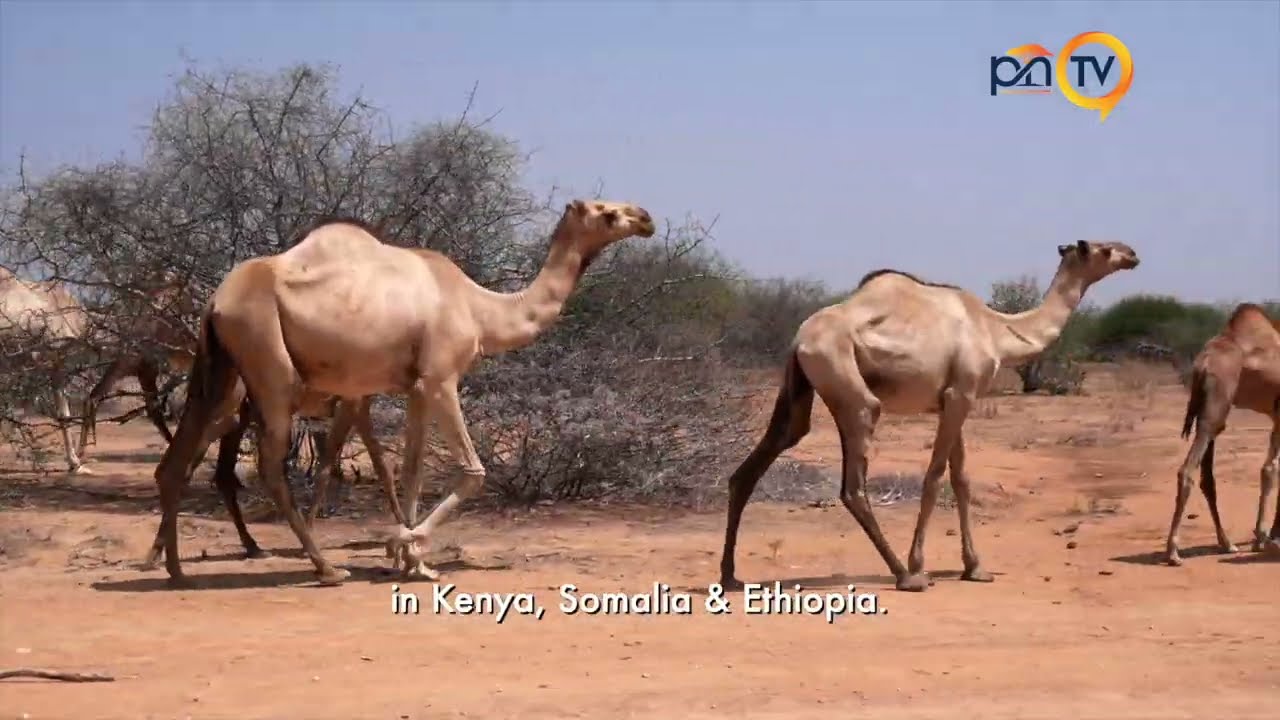 Geel. 40% of the Worlds camels live here! 24 Million camels the lifeline of the Drylands