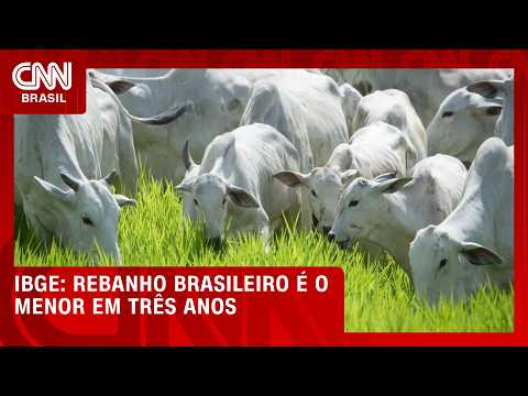 Rebanho brasileiro é o menor em três anos, com queda de 1,7% em 2025, aponta IBGE | CNN AGRO NEWS