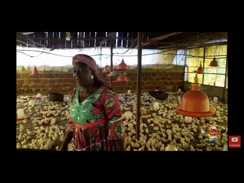 Ferme avicole Cameroun