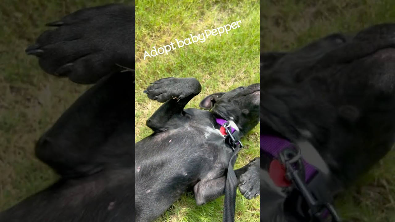 Pepper, an adopted mixed breed in MADISON, AL video 3/5