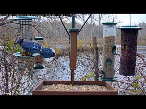 Blue Jays And Tufted Titmice Grab And Go At Cornell Feeders – Nov. 22, 2021