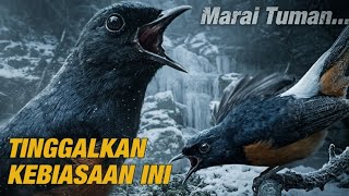 Download lagu PENGEN MURAI BATU KALIAN NAMPIL MAKSIMAL‼️TINGGALKAN KEBIASAAN INI mp3