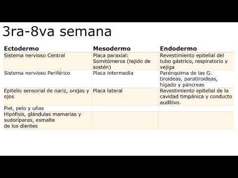 Langman: Chapter 6 - From the 3rd to the 8th Week of Development. (Summary)