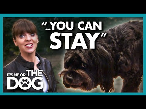 Victoria Barely Passes the Test Set by Canine Bodyguard | It's Me or The Dog