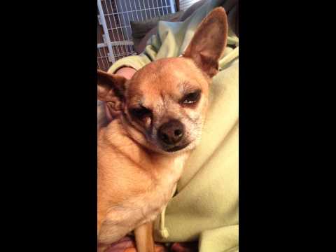 Ted E. Bear, an adopted Chihuahua in Leominster, MA_image-1