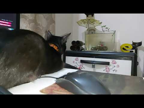 Fish Terget | ভাগীনা Mandy