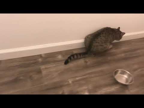 The cat walks funny