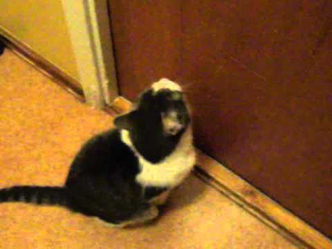 Cat meowing at closed door