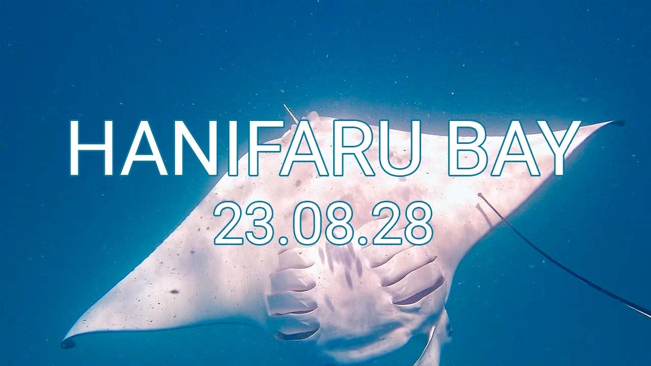 Hanifaru Bay - 2023.08.28  (with Ocean Dimensions)
