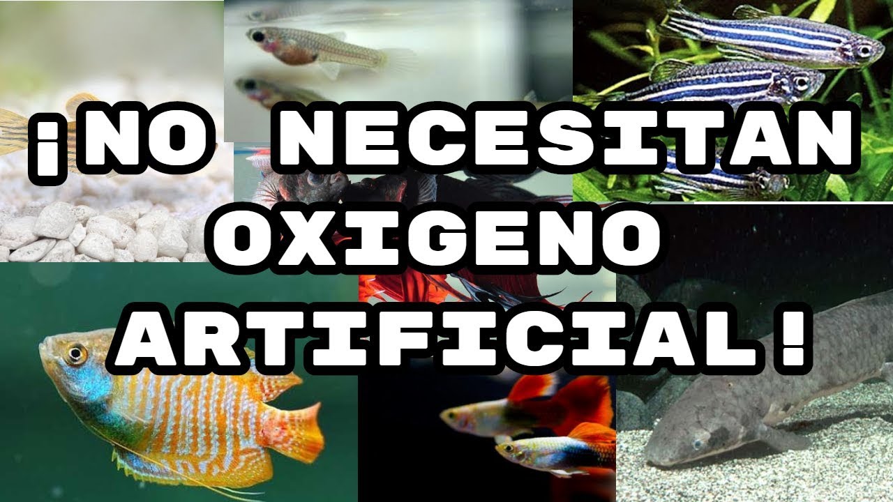 6 peces que no necesitan oxigeno artificial-friscomisco Acuariofilia