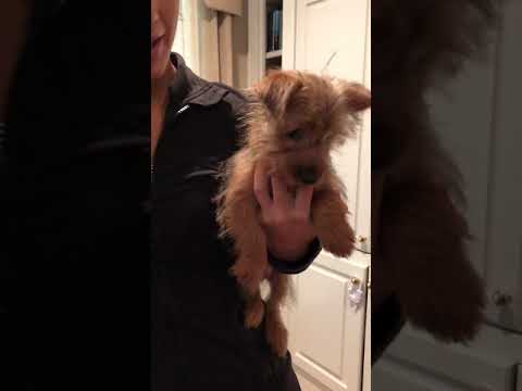 Baxter is a tiny, sweet and adorable Yorkshire Terrier