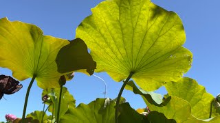 2025 6 30 古庄里荷韻蓮🪷