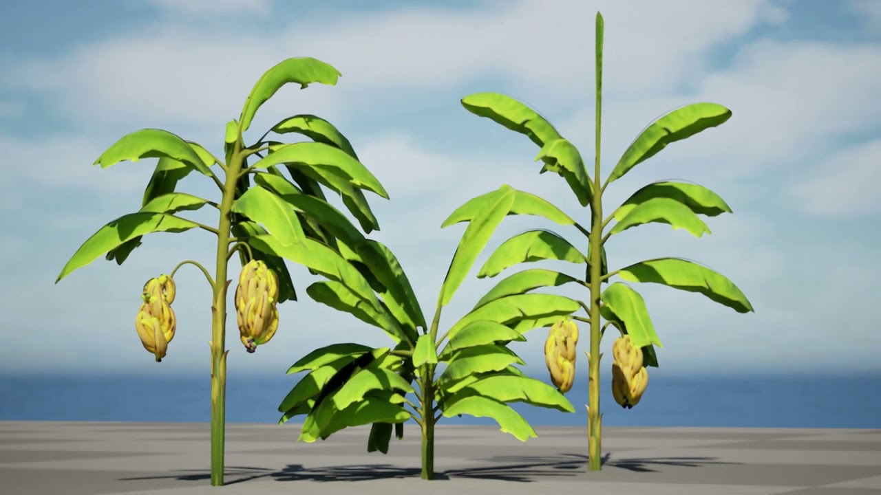Banana Trees 3D Model
