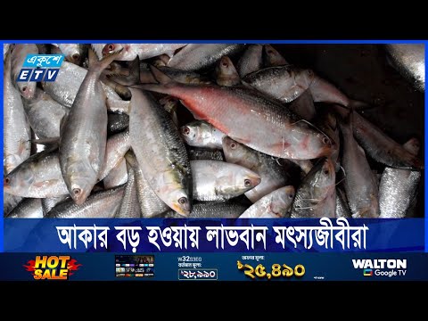 ইলিশ আহরণ কম হলেও, আকার বড় হওয়ায় লাভবান মৎস্যজীবীরা