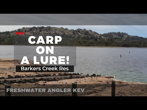 Big European Carp Destroys My Lure