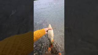 Download lagu Had to release the first one but the second was the best catch today feeling happy #fishing #viral mp3