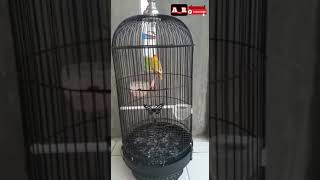 Download lagu LOVE BIRD FIGHTER NGEKEK DENGAN GAYA UNIK mp3 Download lagu LOVE BIRD FIGHTER NGEKEK DENGAN GAYA UNIK mp3