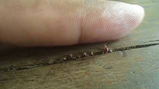Baby Bed Bugs - Where Do Bed Bugs Hide