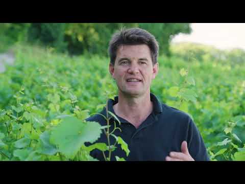 Sommer in Rebberg und Weinkeller bei Franck Bonville