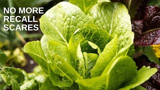 How to Plant, Grow, and Harvest Your Own Romaine Lettuce