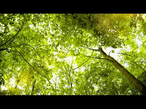 Sanfter Sommerregen: Regen im Wald unter Baumkronen (ASMR Regen)