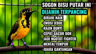 Download lagu Menaikan birahi dan emosi‼️ Pancingan sogon agar bunyi gacor mp3 Download lagu Menaikan birahi dan emosi‼️ Pancingan sogon agar bunyi gacor mp3