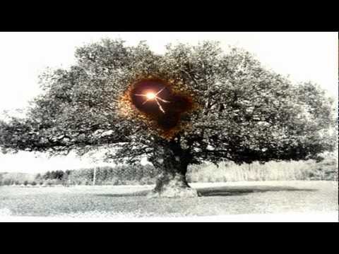 Jonny Greenwood - Pacay Tree (48 Responses to Polymorphia)