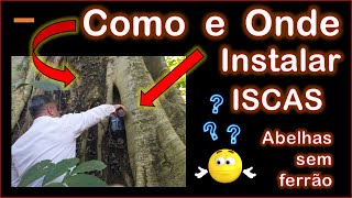 Como e onde instalar iscas - abelhas sem ferro